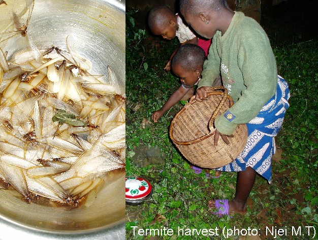 Termite Harvest (photo: Njei M.T)